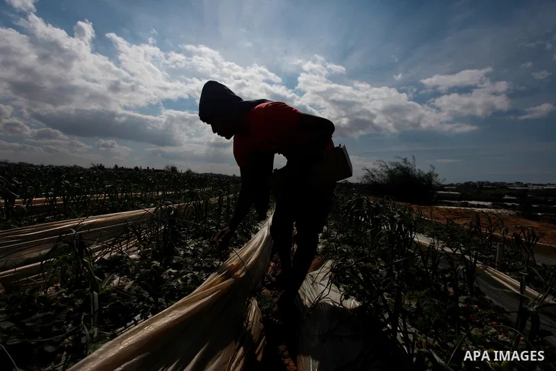 A Palestinian farmer harvests strawberries from a field in Beit Lahia, in the northern Gaza Strip, on February 14, 2018. Palestinians use Strawberries or a red gold as gifts in Valentine's Day, where people around the wo...