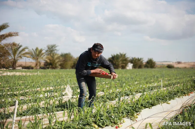 A Palestinian farmer harvests strawberries from a field in Beit Lahia, in the northern Gaza Strip, on February 14, 2018. Palestinians use Strawberries or a red gold as gifts in Valentine's Day, where people around the wo...