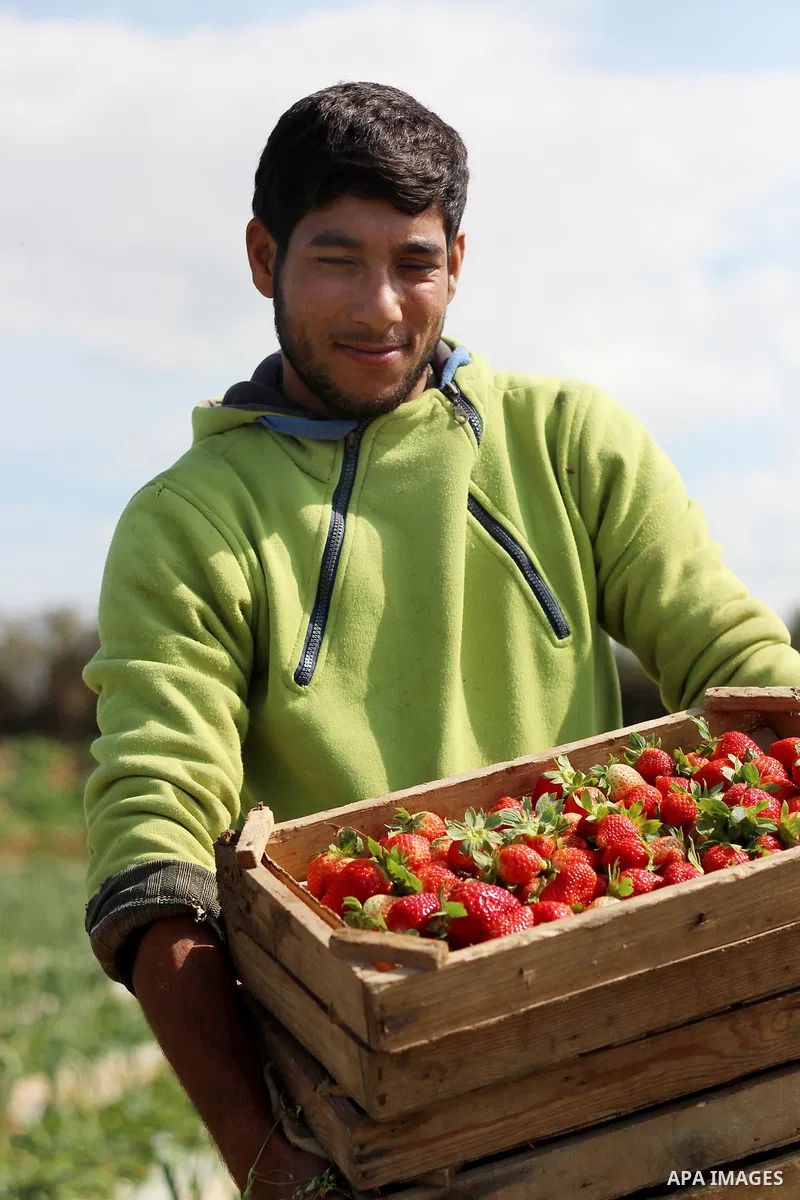 A Palestinian farmer harvests strawberries from a field in Beit Lahia, in the northern Gaza Strip, on February 14, 2018. Palestinians use Strawberries or a red gold as gifts in Valentine's Day, where people around the wo...