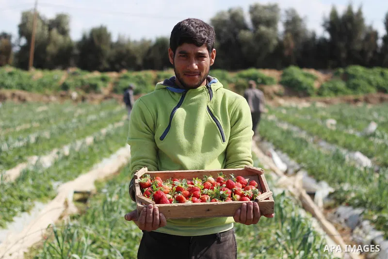 A Palestinian farmer harvests strawberries from a field in Beit Lahia, in the northern Gaza Strip, on February 14, 2018. Palestinians use Strawberries or a red gold as gifts in Valentine's Day, where people around the wo...