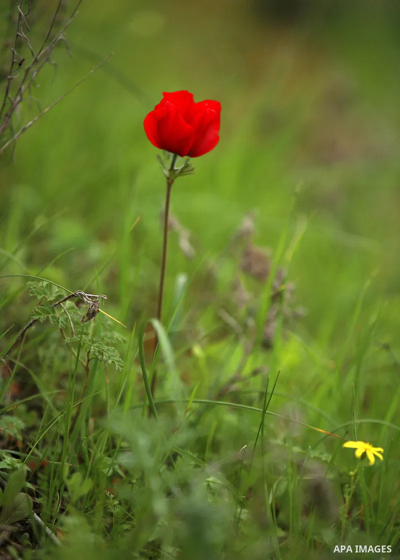 Red anemone coronaria flowers are seen bloom in the West Bank city of Nablus, on February 17, 2018. Photo by Shadi Jarar'ah