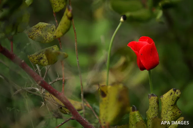 Red anemone coronaria flowers are seen bloom in the West Bank city of Nablus, on February 17, 2018. Photo by Shadi Jarar'ah
