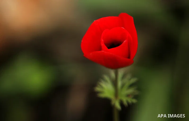 Red anemone coronaria flowers are seen bloom in the West Bank city of Nablus, on February 17, 2018. Photo by Shadi Jarar'ah
