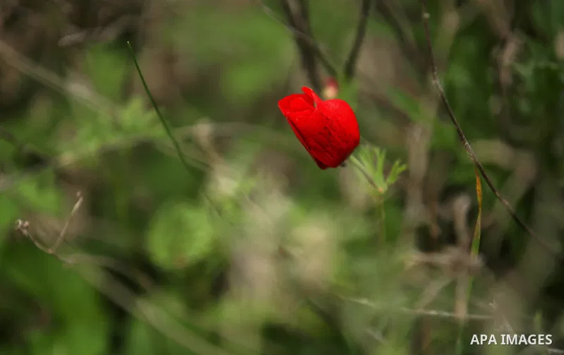 Red anemone coronaria flowers are seen bloom in the West Bank city of Nablus, on February 17, 2018. Photo by Shadi Jarar'ah