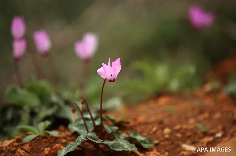 Flowers are seen bloom in the West Bank city of Nablus, on February 17, 2018. Photo by Shadi Jarar'ah