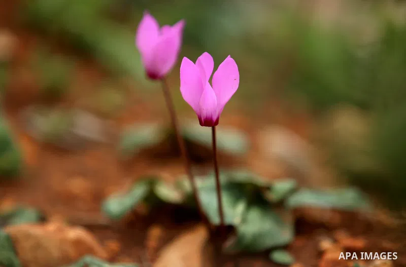 Flowers are seen bloom in the West Bank city of Nablus, on February 17, 2018. Photo by Shadi Jarar'ah