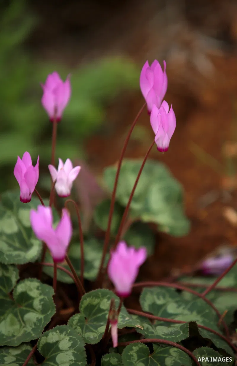 Flowers are seen bloom in the West Bank city of Nablus, on February 17, 2018. Photo by Shadi Jarar'ah
