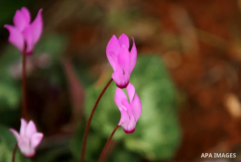 Flowers are seen bloom in the West Bank city of Nablus, on February 17, 2018. Photo by Shadi Jarar'ah