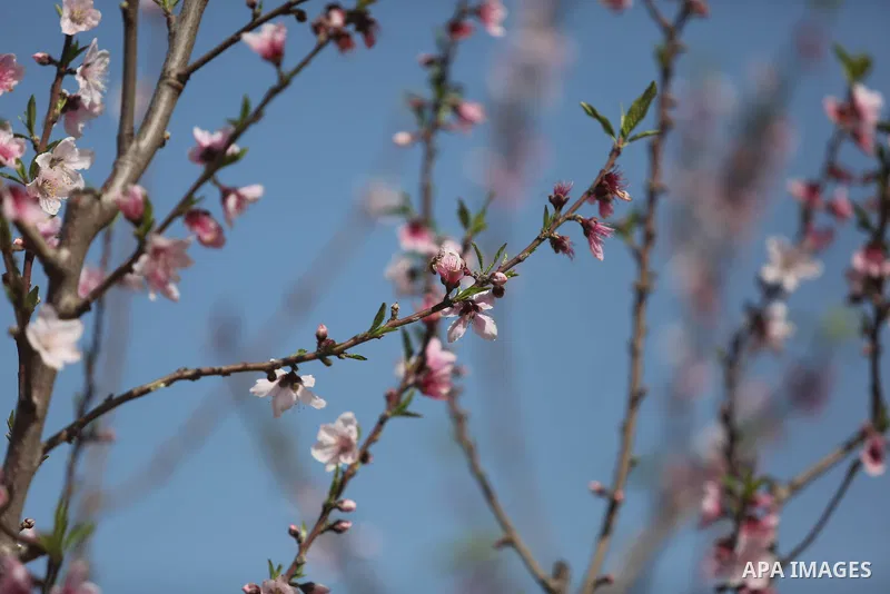 Almond flowers are seen bloom in Khan Younis in the southern Gaza Strip, on February 22, 2018. Photo by Ashraf Amra