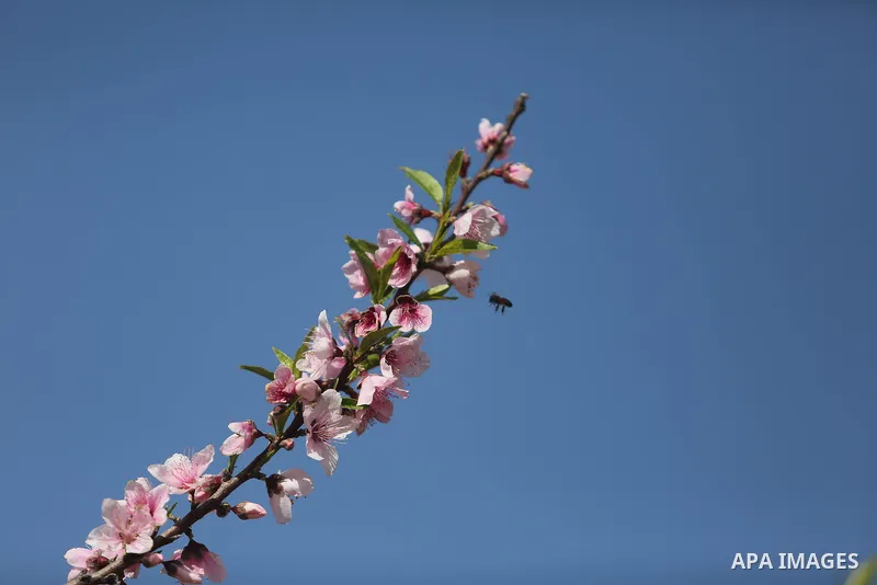 Almond flowers are seen bloom in Khan Younis in the southern Gaza Strip, on February 22, 2018. Photo by Ashraf Amra