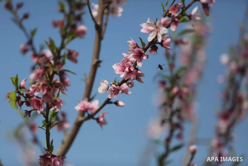 Almond flowers are seen bloom in Khan Younis in the southern Gaza Strip, on February 22, 2018. Photo by Ashraf Amra