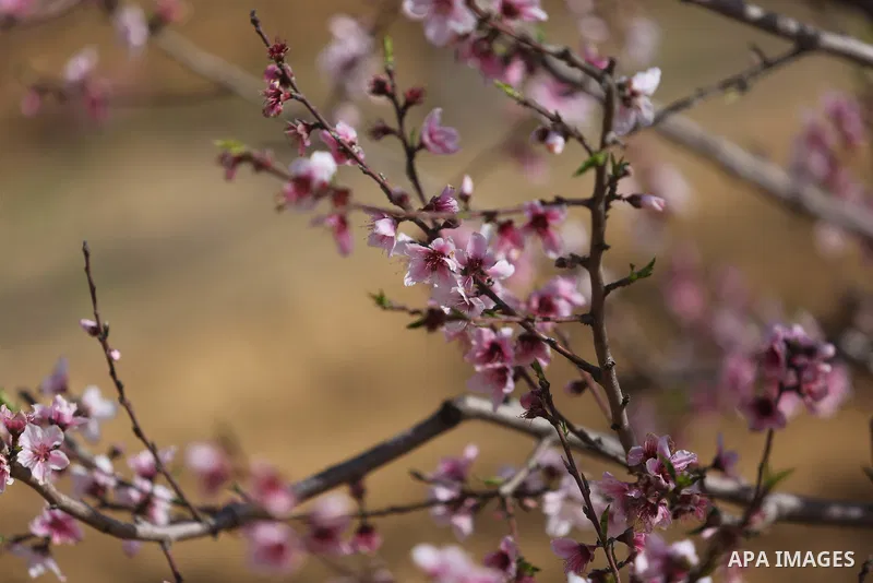 Almond flowers are seen bloom in Khan Younis in the southern Gaza Strip, on February 22, 2018. Photo by Ashraf Amra
