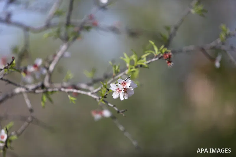 Almond flowers are seen bloom in Khan Younis in the southern Gaza Strip, on February 22, 2018. Photo by Ashraf Amra