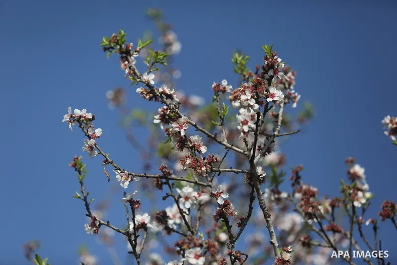 Almond flowers are seen bloom in Khan Younis in the southern Gaza Strip, on February 22, 2018. Photo by Ashraf Amra