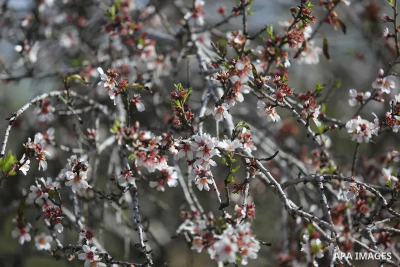 Almond flowers are seen bloom in Khan Younis in the southern Gaza Strip, on February 22, 2018. Photo by Ashraf Amra