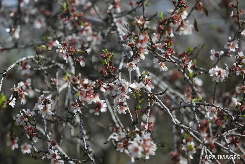 Almond flowers are seen bloom in Khan Younis in the southern Gaza Strip, on February 22, 2018. Photo by Ashraf Amra