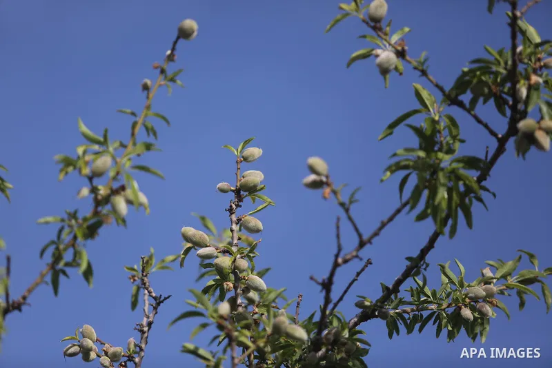 Almond flowers are seen bloom in Khan Younis in the southern Gaza Strip, on February 22, 2018. Photo by Ashraf Amra