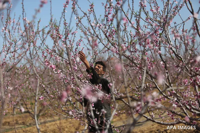 Almond flowers are seen bloom in Khan Younis in the southern Gaza Strip, on February 22, 2018. Photo by Ashraf Amra