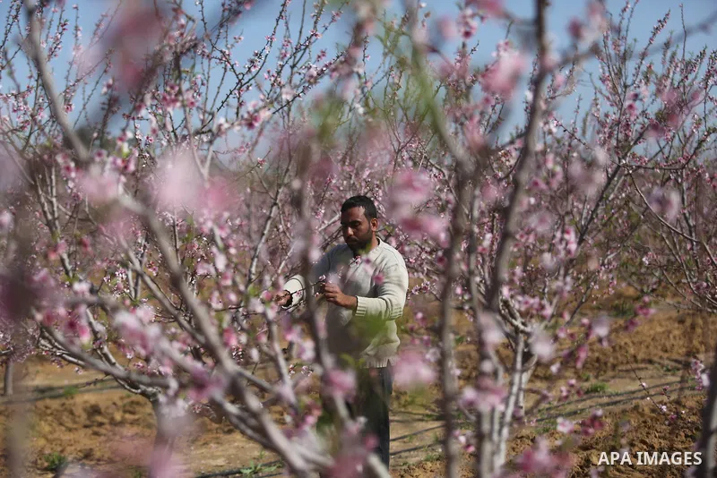 Almond flowers are seen bloom in Khan Younis in the southern Gaza Strip, on February 22, 2018. Photo by Ashraf Amra