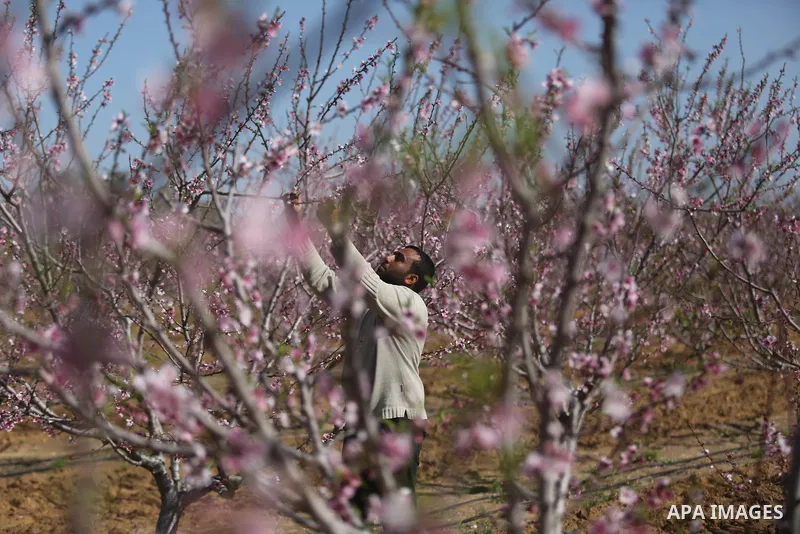 Almond flowers are seen bloom in Khan Younis in the southern Gaza Strip, on February 22, 2018. Photo by Ashraf Amra