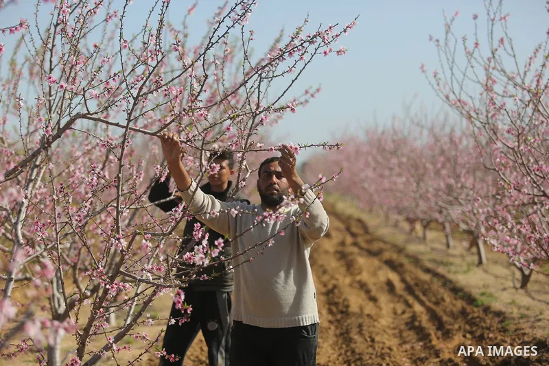 Almond flowers are seen bloom in Khan Younis in the southern Gaza Strip, on February 22, 2018. Photo by Ashraf Amra