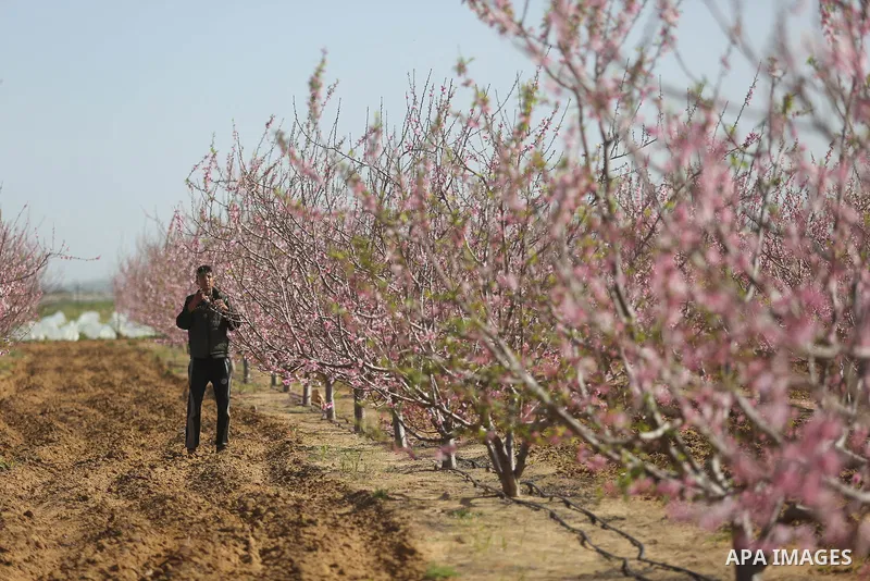 Almond flowers are seen bloom in Khan Younis in the southern Gaza Strip, on February 22, 2018. Photo by Ashraf Amra