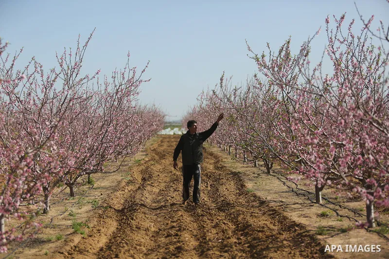 Almond flowers are seen bloom in Khan Younis in the southern Gaza Strip, on February 22, 2018. Photo by Ashraf Amra