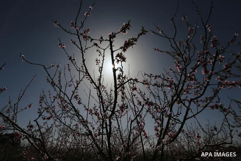Almond flowers are seen bloom in Khan Younis in the southern Gaza Strip, on February 22, 2018. Photo by Ashraf Amra