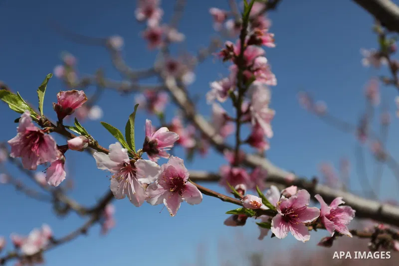 Almond flowers are seen bloom in Khan Younis in the southern Gaza Strip, on February 22, 2018. Photo by Ashraf Amra