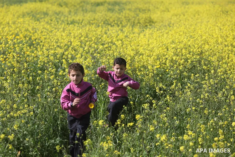 A Palestinian child plays between flowers which grow in fields in Gaza City on February 23, 2018. Photo by Ashraf Amra