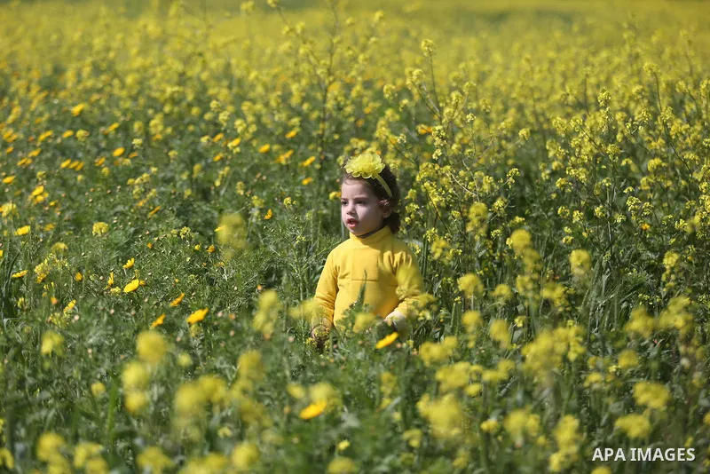 A Palestinian child plays between flowers which grow in fields in Gaza City on February 23, 2018. Photo by Ashraf Amra