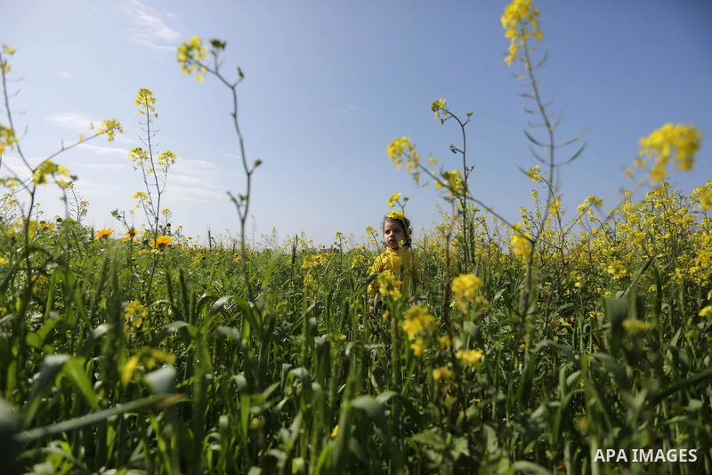 A Palestinian child plays between flowers which grow in fields in Gaza City on February 23, 2018. Photo by Ashraf Amra