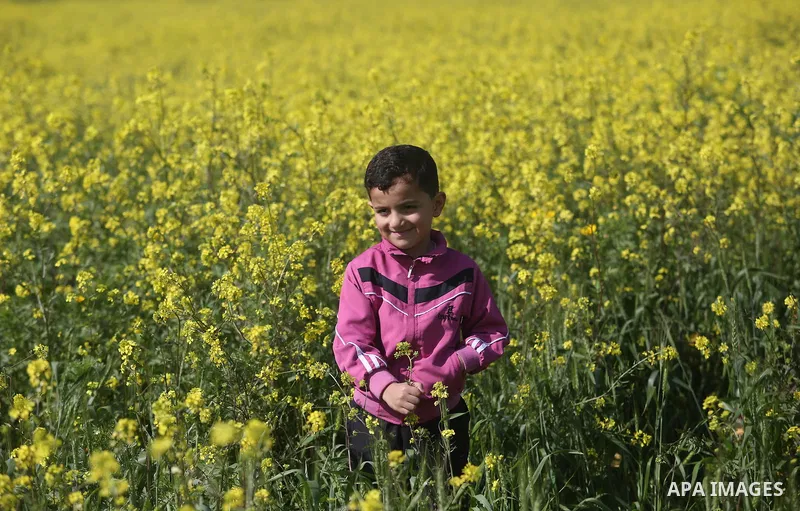 A Palestinian child plays between flowers which grow in fields in Gaza City on February 23, 2018. Photo by Ashraf Amra