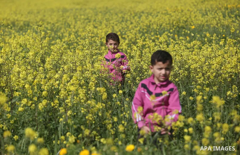 A Palestinian child plays between flowers which grow in fields in Gaza City on February 23, 2018. Photo by Ashraf Amra