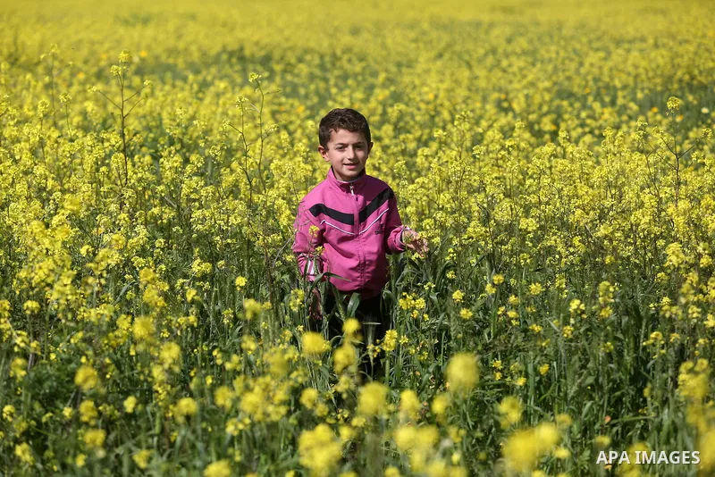A Palestinian child plays between flowers which grow in fields in Gaza City on February 23, 2018. Photo by Ashraf Amra