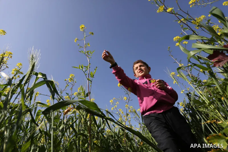 A Palestinian child plays between flowers which grow in fields in Gaza City on February 23, 2018. Photo by Ashraf Amra