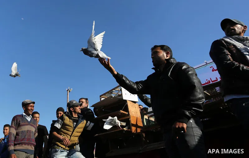 Palestinians take part in race of carrier-pigeon organized by local breeders at the Gaza seaport on February 24, 2018. Photo by Ashraf Amra