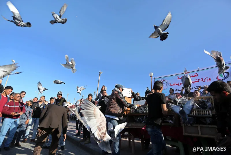 Palestinians take part in race of carrier-pigeon organized by local breeders at the Gaza seaport on February 24, 2018. Photo by Ashraf Amra