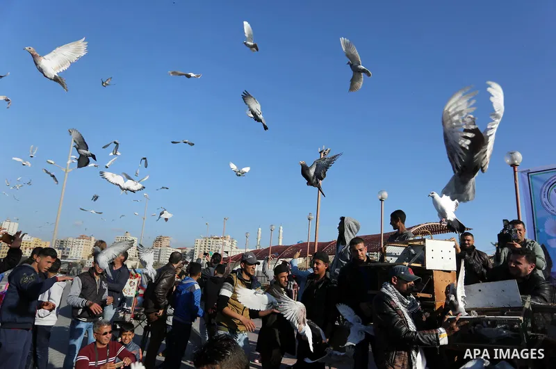 Palestinians take part in race of carrier-pigeon organized by local breeders at the Gaza seaport on February 24, 2018. Photo by Ashraf Amra