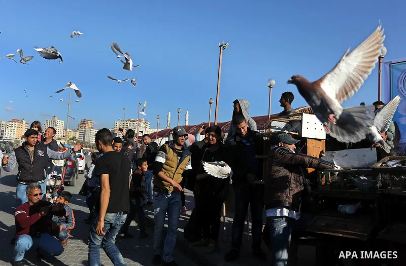 Palestinians take part in race of carrier-pigeon organized by local breeders at the Gaza seaport on February 24, 2018. Photo by Ashraf Amra