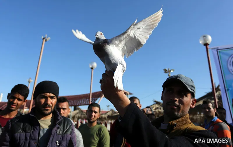 Palestinians take part in race of carrier-pigeon organized by local breeders at the Gaza seaport on February 24, 2018. Photo by Ashraf Amra