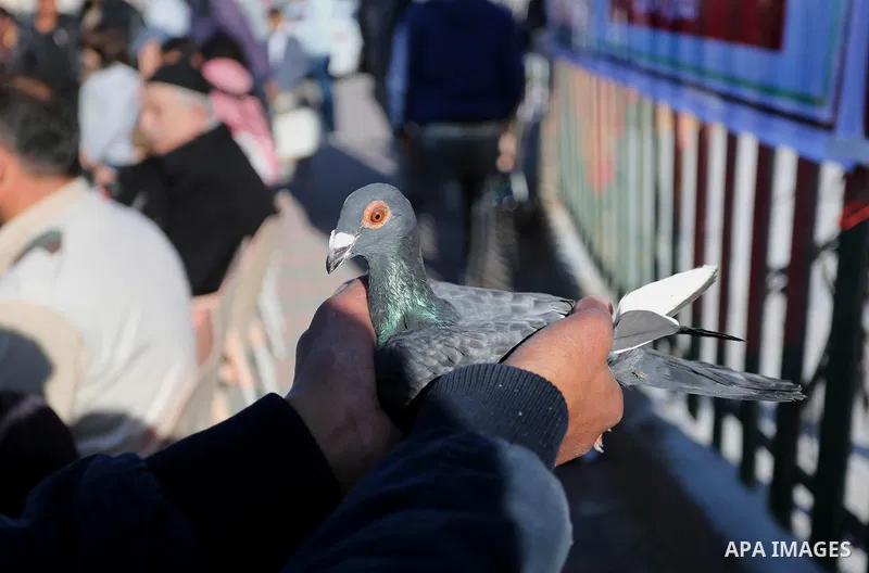 Palestinians take part in race of carrier-pigeon organized by local breeders at the Gaza seaport on February 24, 2018. Photo by Ashraf Amra