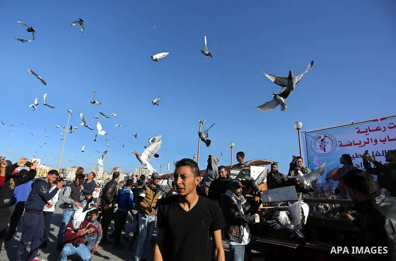 Palestinians take part in race of carrier-pigeon organized by local breeders at the Gaza seaport on February 24, 2018. Photo by Ashraf Amra