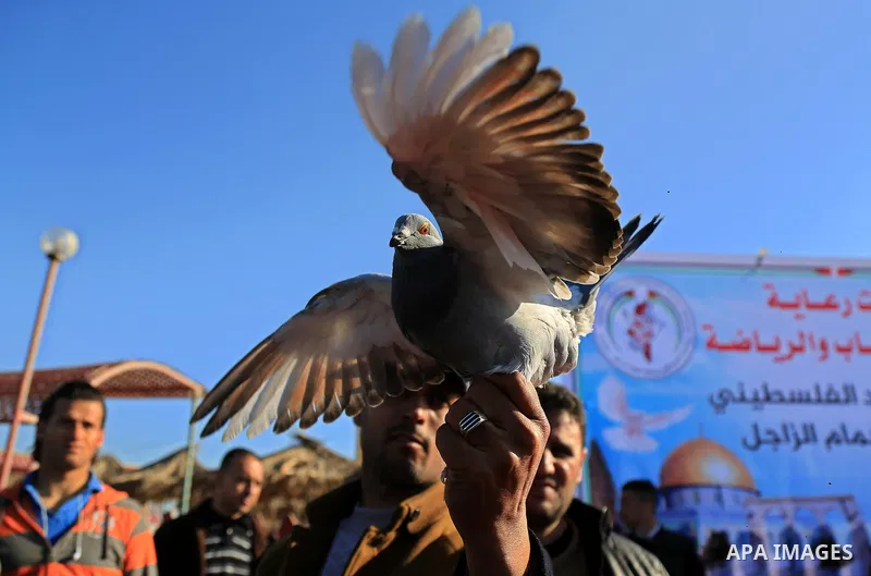Palestinians take part in race of carrier-pigeon organized by local breeders at the Gaza seaport on February 24, 2018. Photo by Ashraf Amra