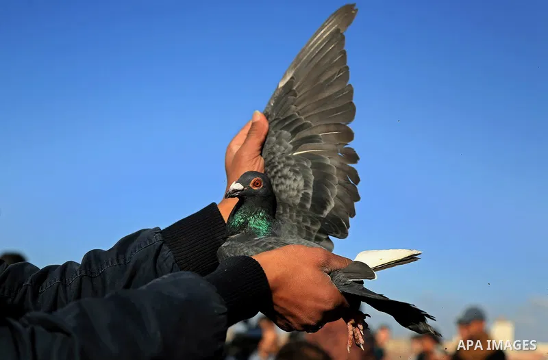 Palestinians take part in race of carrier-pigeon organized by local breeders at the Gaza seaport on February 24, 2018. Photo by Ashraf Amra