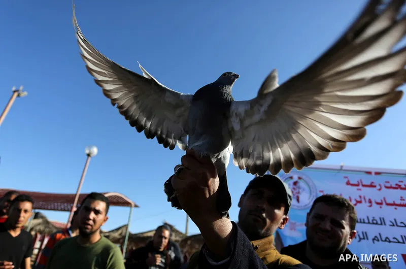 Palestinians take part in race of carrier-pigeon organized by local breeders at the Gaza seaport on February 24, 2018. Photo by Ashraf Amra