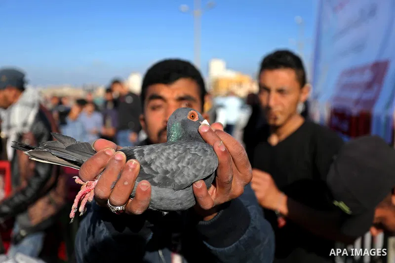 Palestinians take part in race of carrier-pigeon organized by local breeders at the Gaza seaport on February 24, 2018. Photo by Ashraf Amra