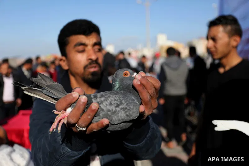 Palestinians take part in race of carrier-pigeon organized by local breeders at the Gaza seaport on February 24, 2018. Photo by Ashraf Amra