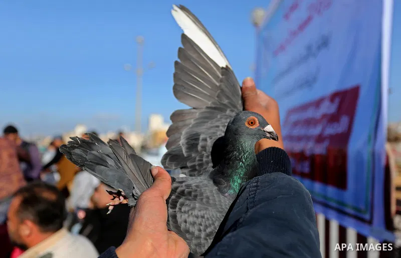 Palestinians take part in race of carrier-pigeon organized by local breeders at the Gaza seaport on February 24, 2018. Photo by Ashraf Amra