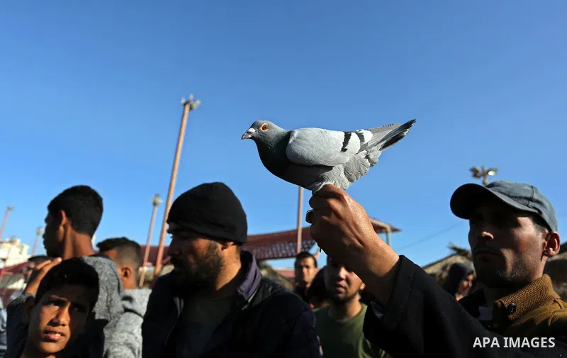 Palestinians take part in race of carrier-pigeon organized by local breeders at the Gaza seaport on February 24, 2018. Photo by Ashraf Amra